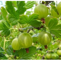 Крыжовник Юбилейный